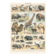 Old plate on mammals 1897