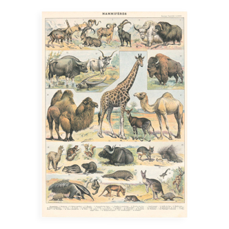 Old plate on mammals 1897