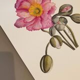 Fine art print 21x30 "The anemone" limited edition