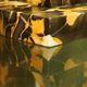 Pair of Portor marble bookends, black and golden yellow