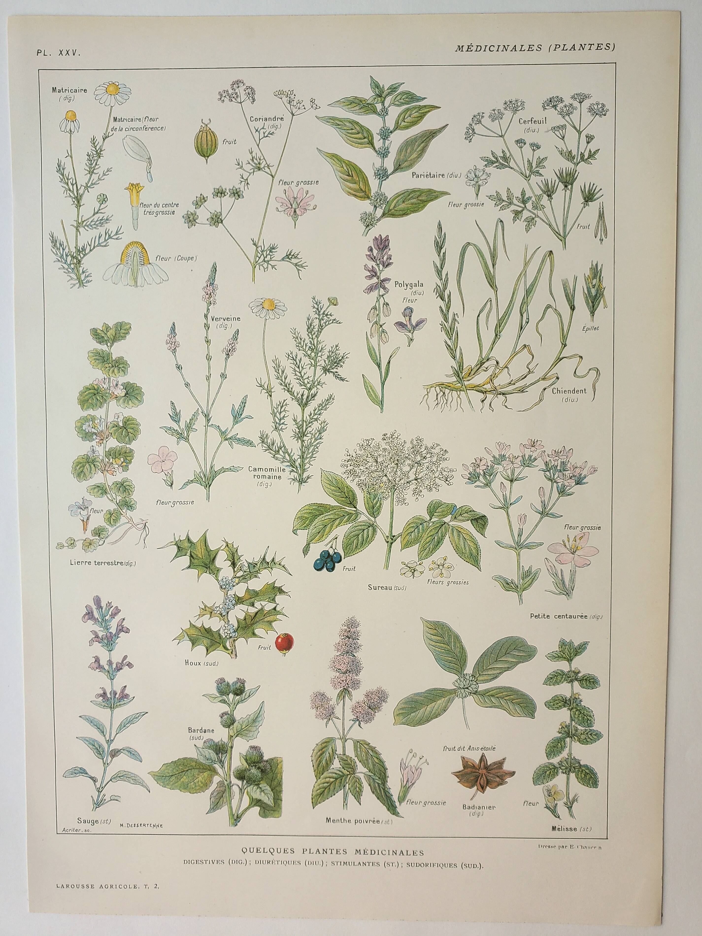 Old engraving 1922, Medicinal plants 2, flowers and plants, flora • Lithograph, Original plate