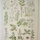 Old engraving 1922, Medicinal plants 2, flowers and plants, flora • Lithograph, Original plate