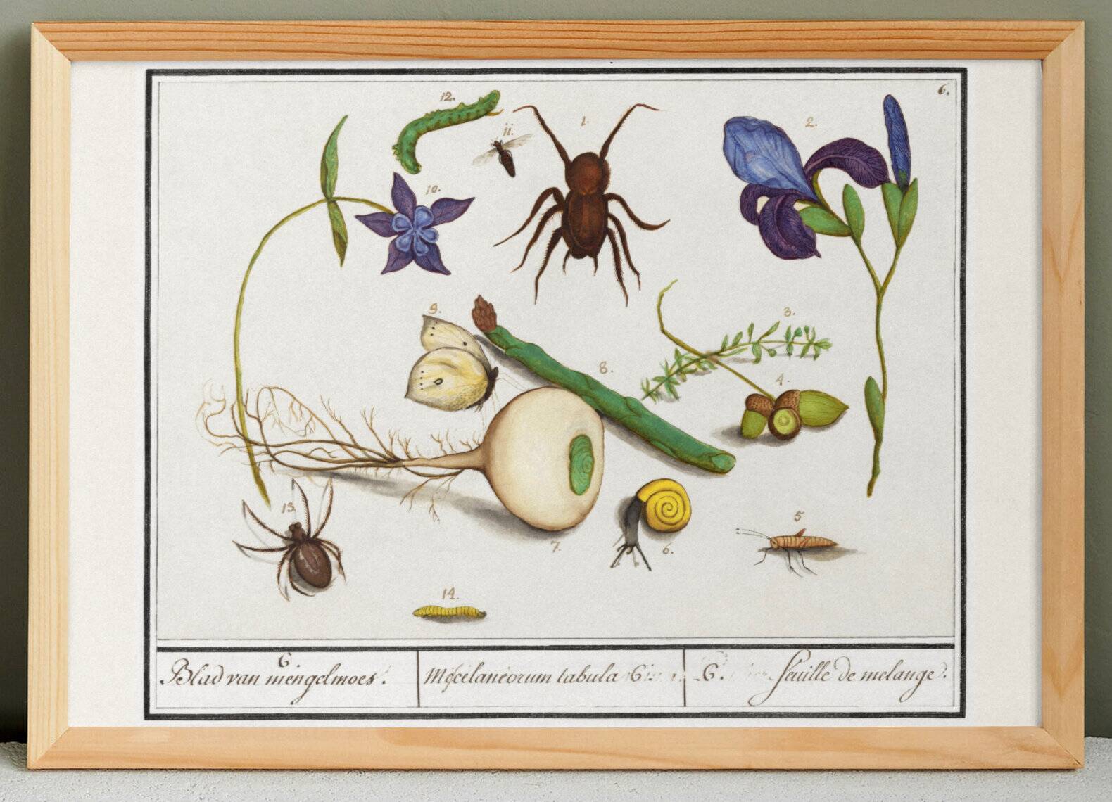 Small poster on “Insects and plants”, based on an old engraving