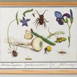 Small poster on “Insects and plants”, based on an old engraving