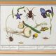 Small poster on “Insects and plants”, based on an old engraving