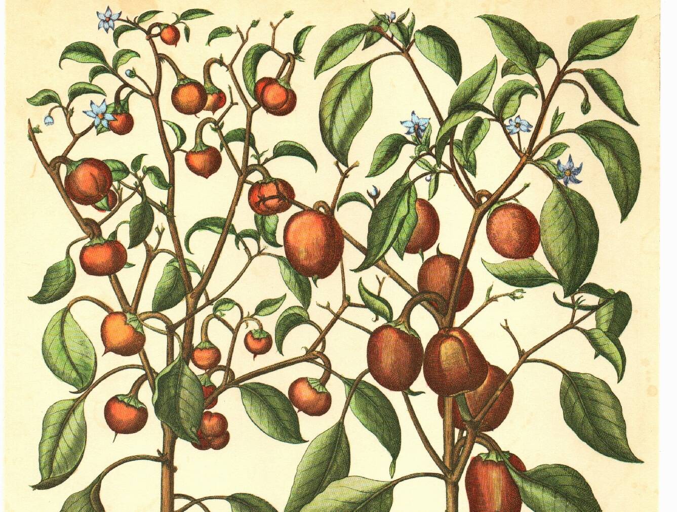 Illustration ancienne 1959 - Poivriers et fruits. planche Vintage botanique