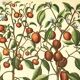 Illustration ancienne 1959 - Poivriers et fruits. planche Vintage botanique