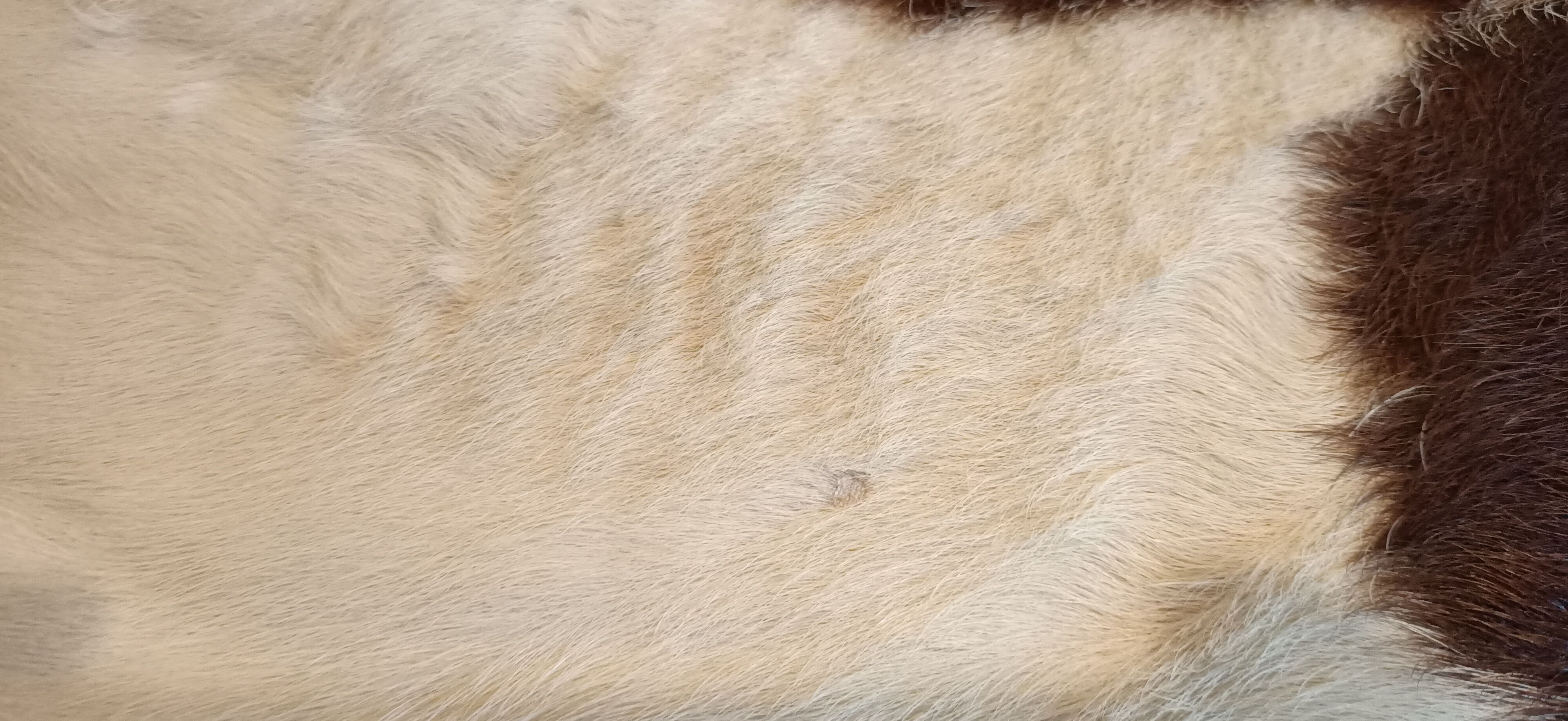 Vintage cow skin carpet, 140 cm x146 cm