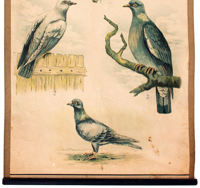 Affiche éducative, oiseaux, lithographie, 1914