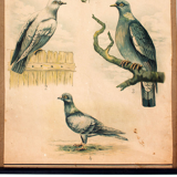 Affiche éducative, oiseaux, lithographie, 1914