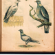 Affiche éducative, oiseaux, lithographie, 1914