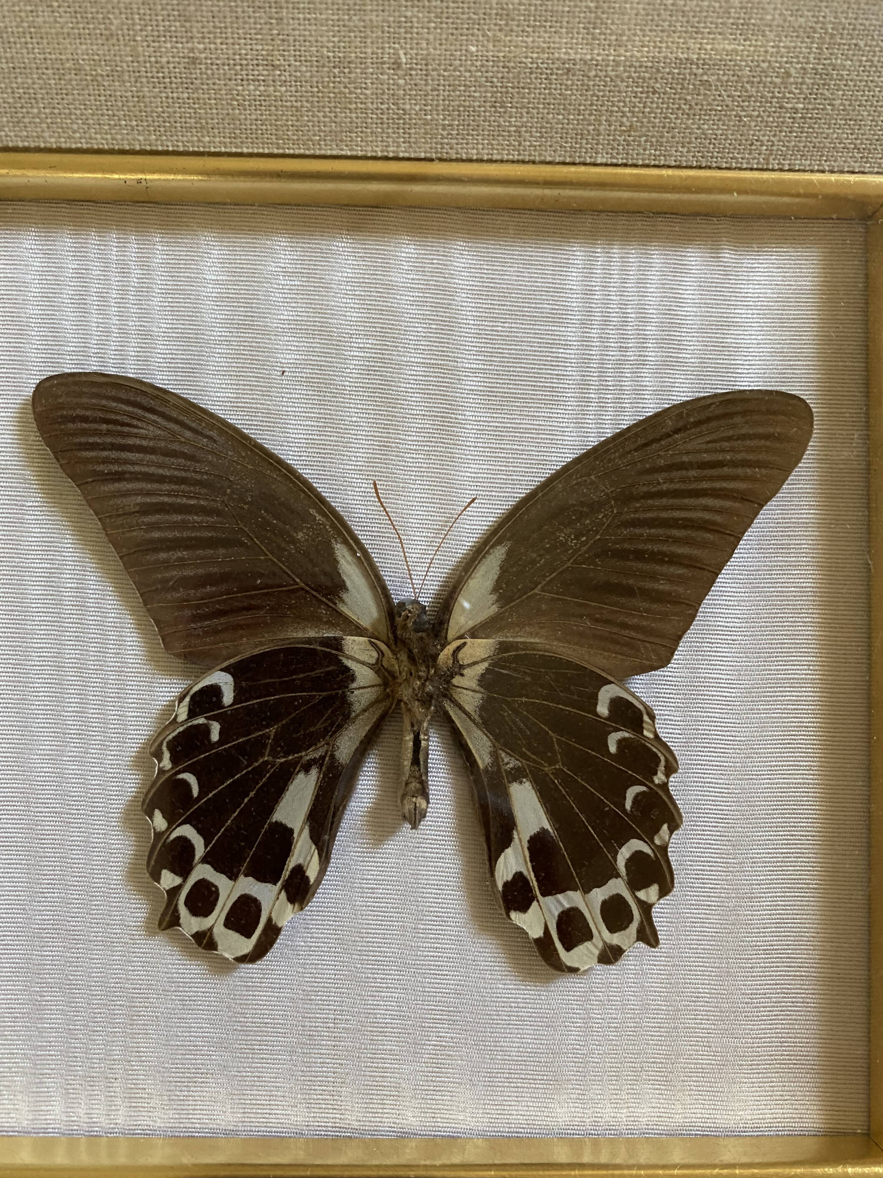 Naturalized butterfly frame, papilio rumanzovia Nelle Guinea.