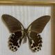 Naturalized butterfly frame, papilio rumanzovia Nelle Guinea.