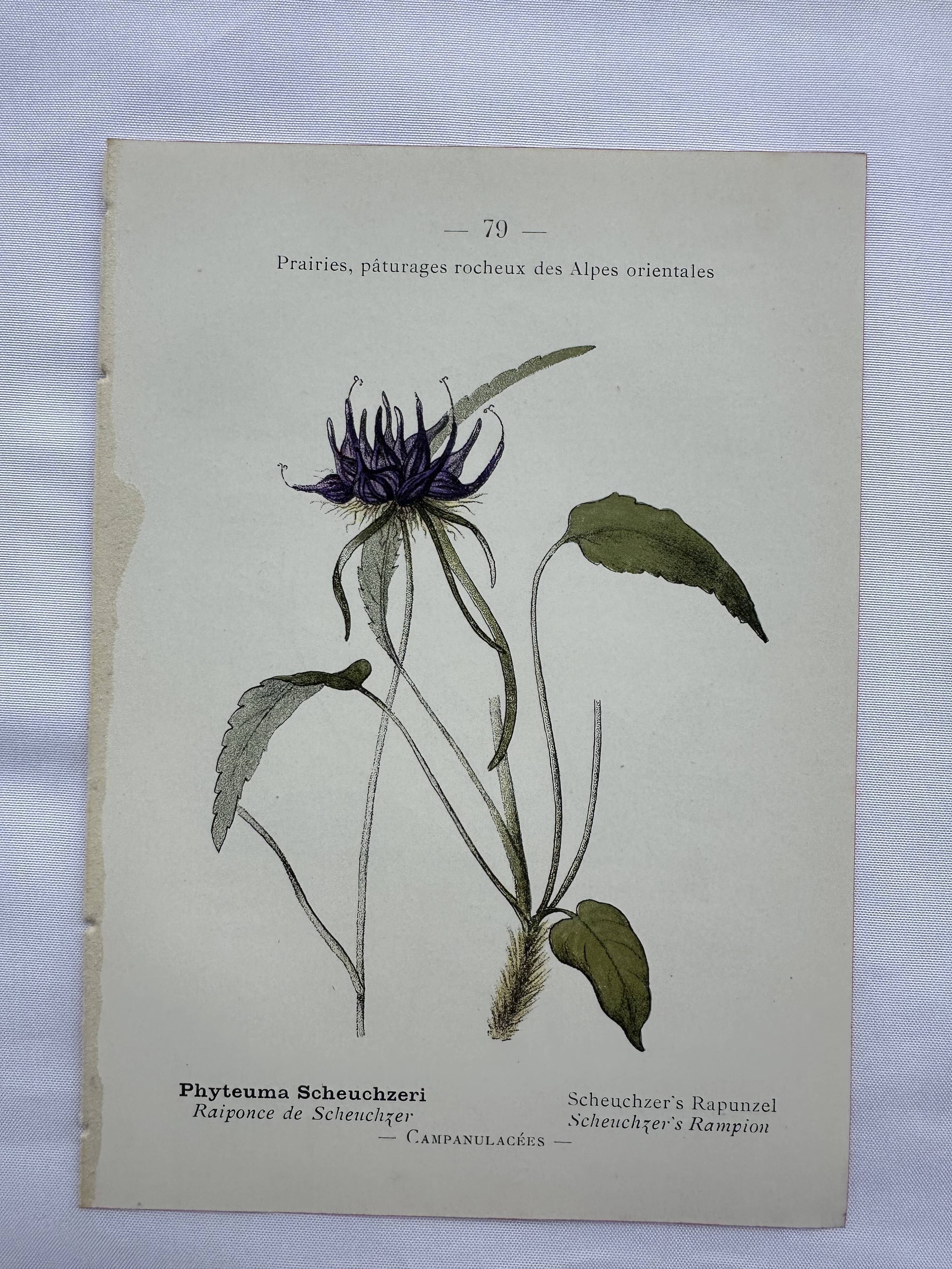 Vintage botanical lithograph naturalist plate France