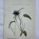 Vintage botanical lithograph naturalist plate France