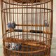 Ancienne cage à oiseaux en bois et rotin