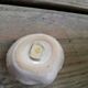 Set of mustard pot salt shaker pepper