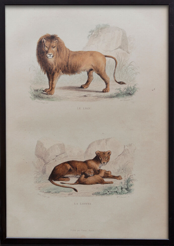 Illustration gravure animal vintage - Buffon 1850