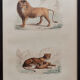 Illustration gravure animal vintage - Buffon 1850