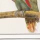 Small poster about the Parrot, after an old engraving from 1610.