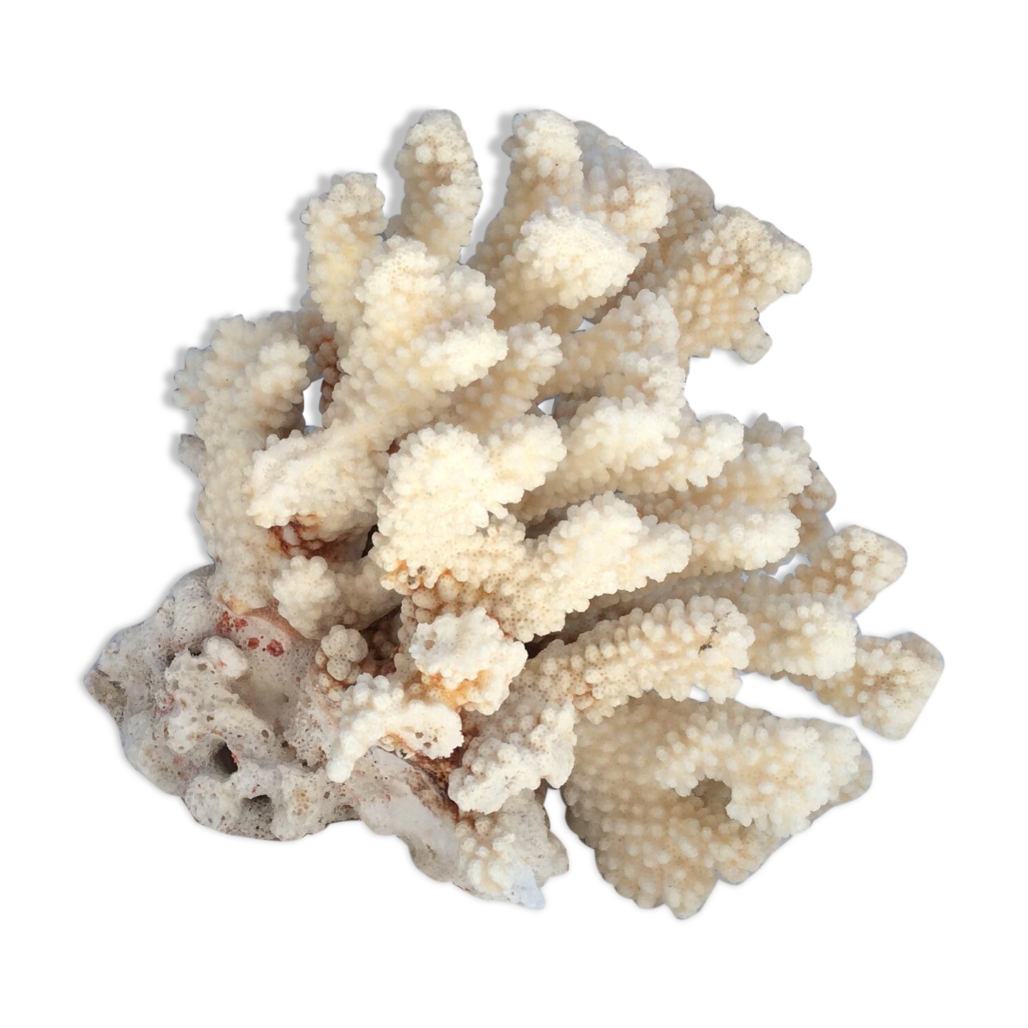 White coral