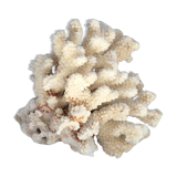 White coral