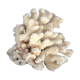 Corail blanc