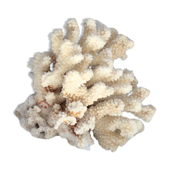 White coral