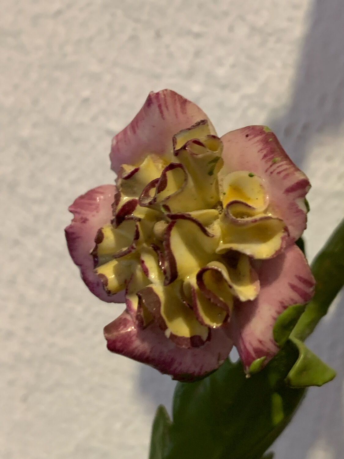 Pair of porcelain flower wall lights