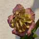 Pair of porcelain flower wall lights
