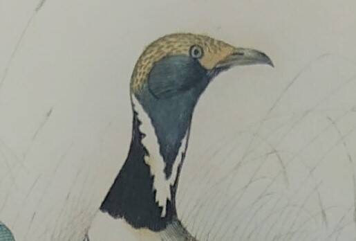 Ornithological Plate Buffon 1838 "Bustard & Little Bustard"