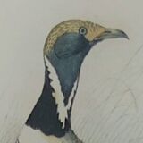 Ornithological Plate Buffon 1838 "Bustard & Little Bustard"