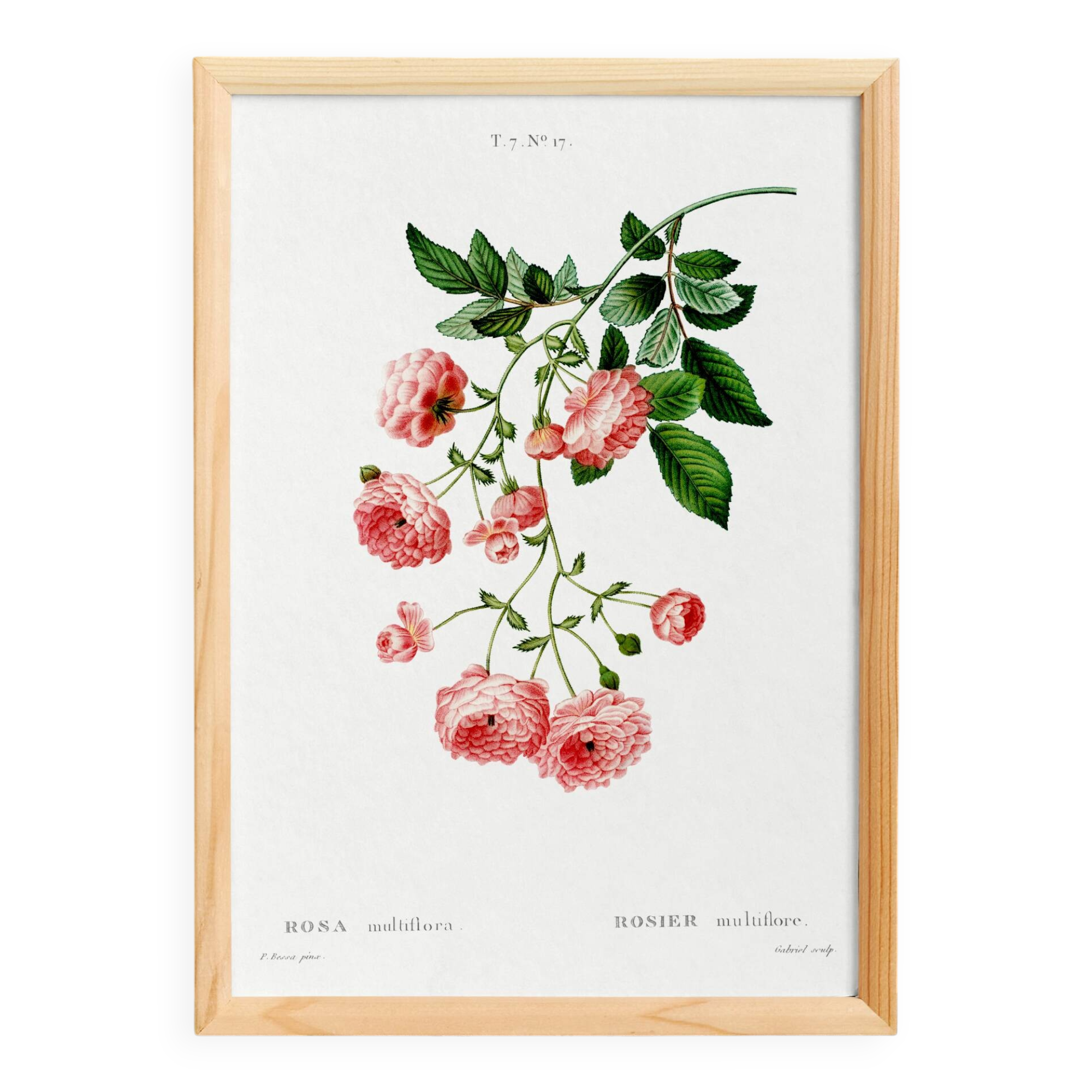 Poster about the Multiflora Rose, based on an old engraving from 1802