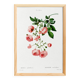 Poster about the Multiflora Rose, based on an old engraving from 1802