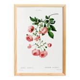 Poster about the Multiflora Rose, based on an old engraving from 1802