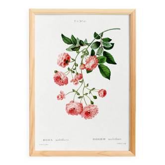 Poster about the Multiflora Rose, based on an old engraving from 1802