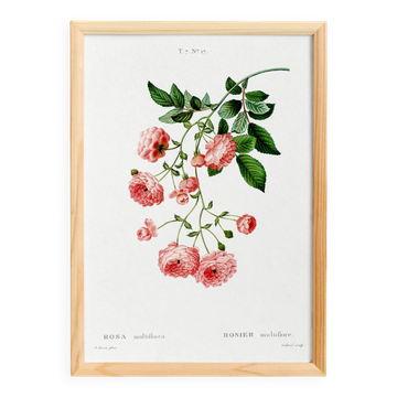 Affiche sur le Rosier multiflore, d’après une gravure ancienne de 1802