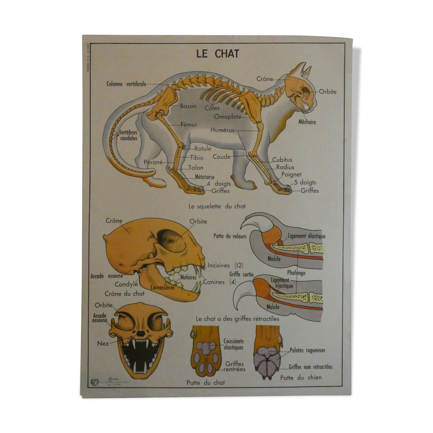 Affiche scolaire Rossignol
