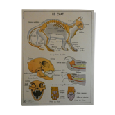 Affiche scolaire Rossignol