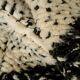 Traditional black and white Berber rug from the Oued Zam, size 140 x 260 cm