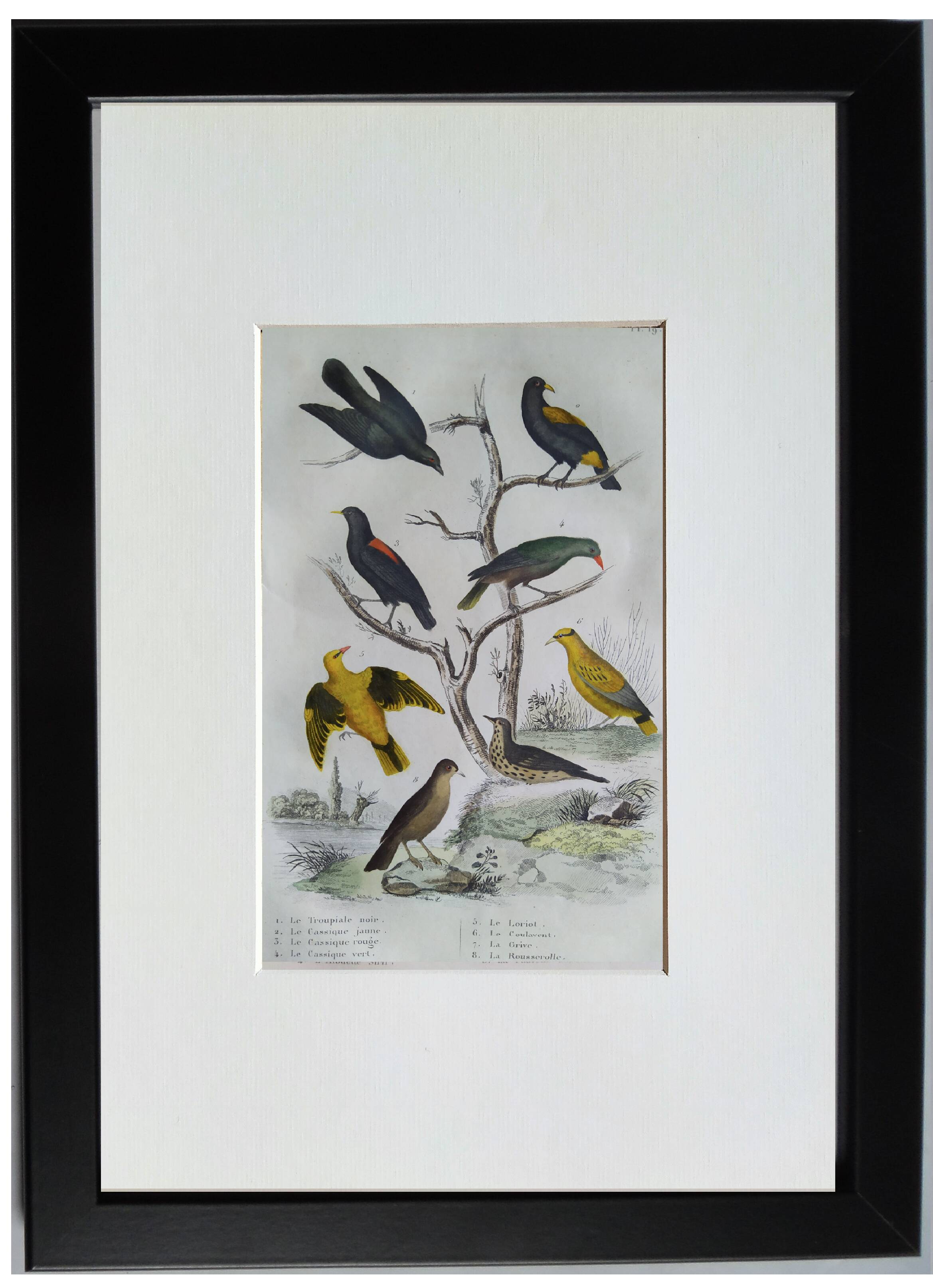 Set of 4 Ornithological plates Buffon 1838 "Lark, Quail, Tit, Troupial"