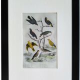 Set of 4 Ornithological plates Buffon 1838 "Lark, Quail, Tit, Troupial"