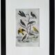 Set of 4 Ornithological plates Buffon 1838 "Lark, Quail, Tit, Troupial"