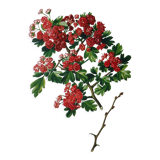 Red hawthorn botanical board