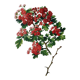 Red hawthorn botanical board