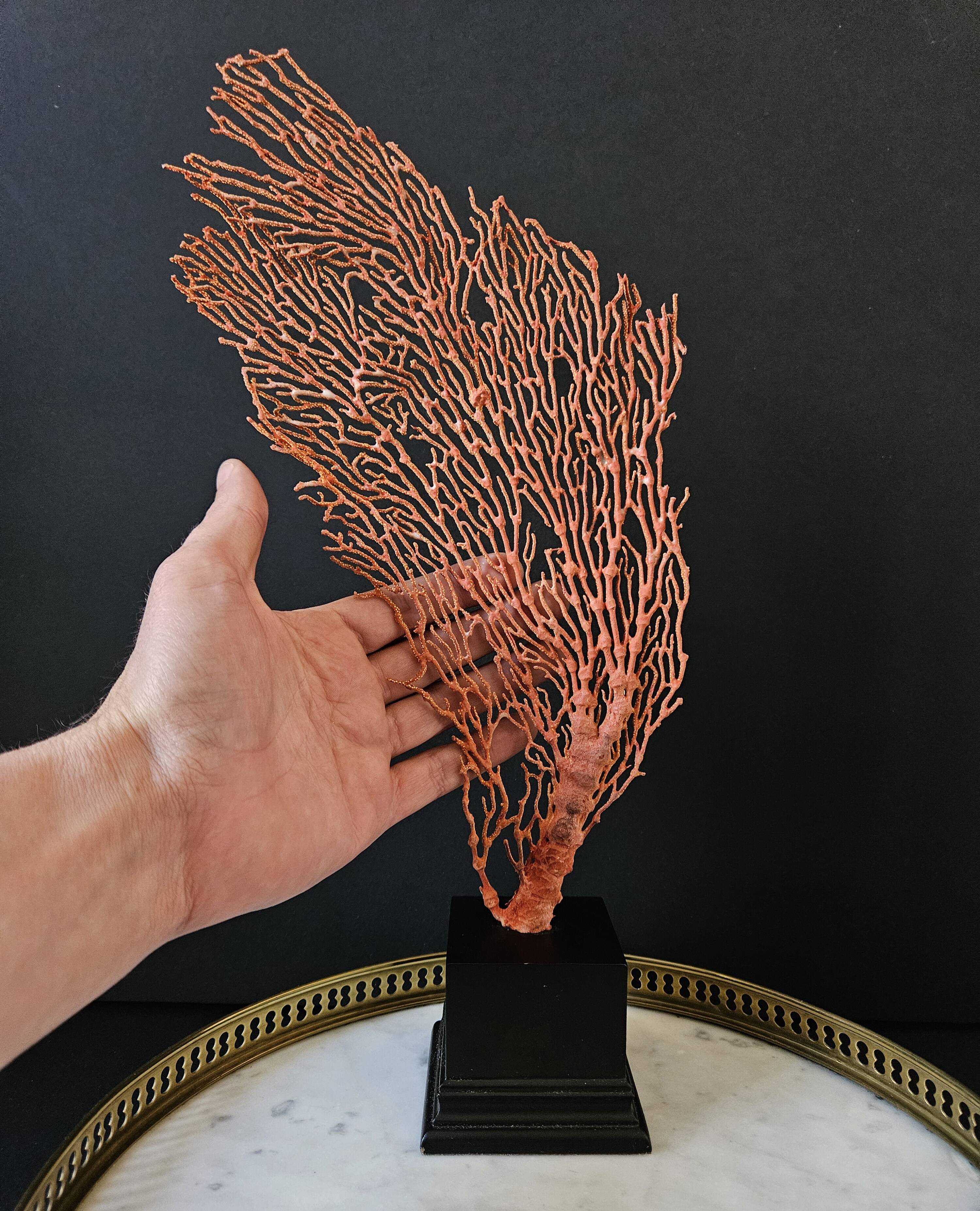 Large Red/Orange Gorgon Black wooden base. H: 36 cm