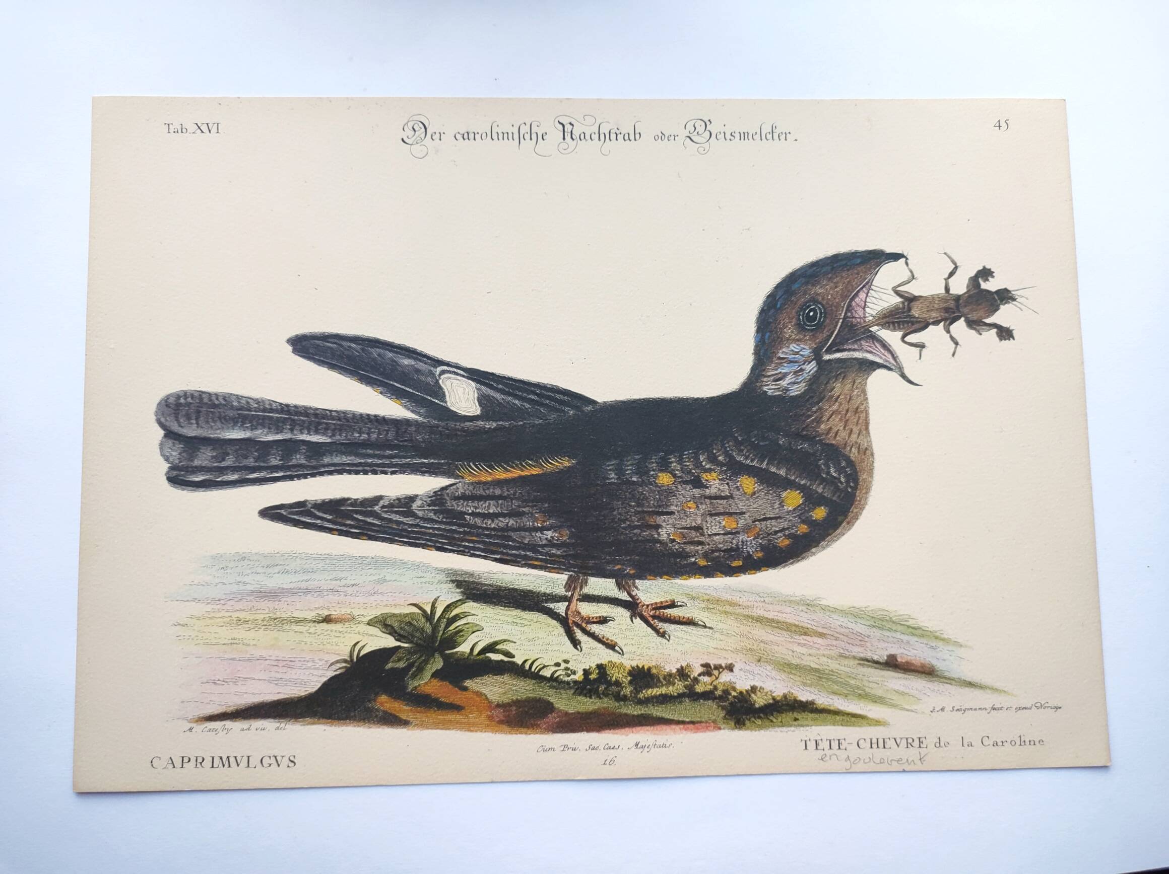 Antique bird engraving - Goat's head - Zoological plate by Seligmann & Catesby