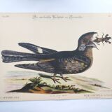 Antique bird engraving - Goat's head - Zoological plate by Seligmann & Catesby