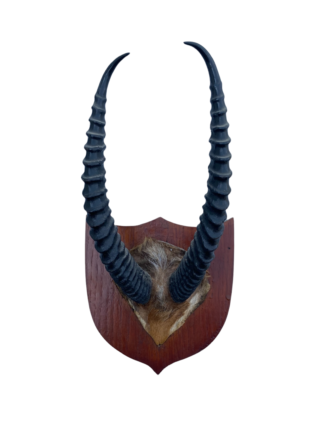 Antelope hunting trophy