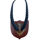 Antelope hunting trophy